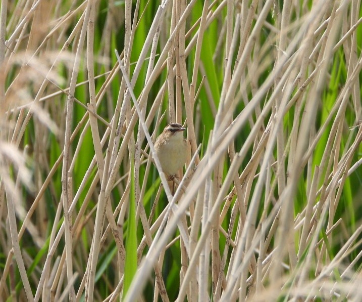 Rietzanger (Groene Jonker). Foto van Jikke Lont.